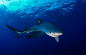 Blue Shark