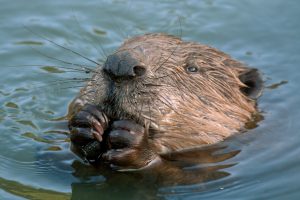 Eurasian Beaver