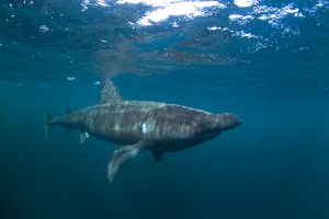 Basking Shark 1