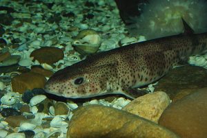 Lesser Spotted Catshark