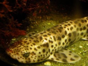 Nursehound By Petra Karstedt via Wikimedia Commons