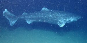 Greenland Shark, Sleeper Shark, Large Sleeper Shark, Ground Shark, Gray Shark, Gurry Shark by NOAA Okeanos Explorer Program via Wikimedia Commons