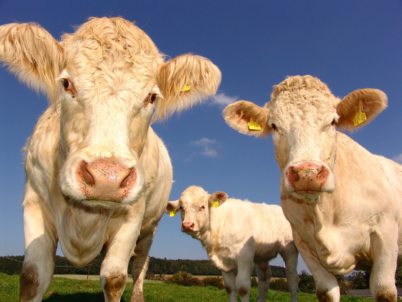 Cows looking at the camera