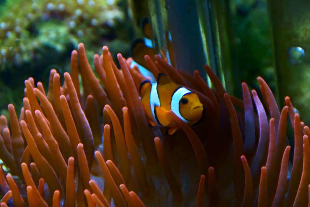 great barrier reef photo