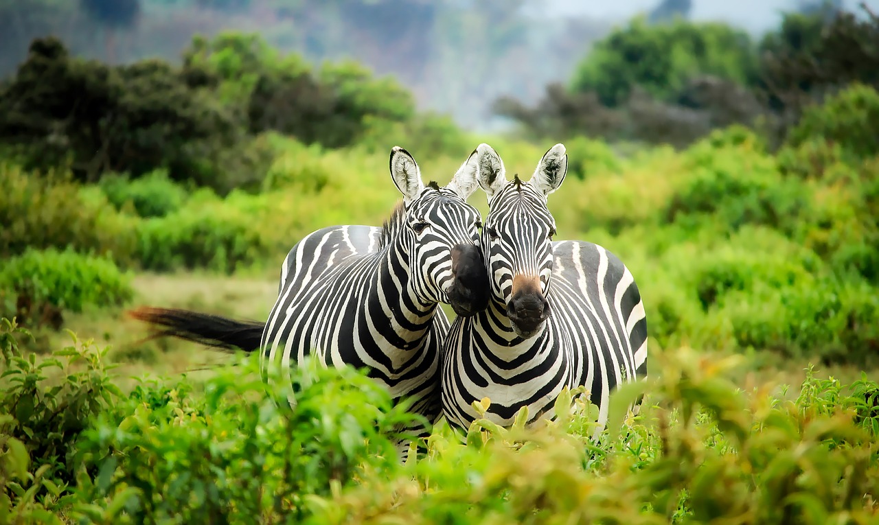 zebra photo