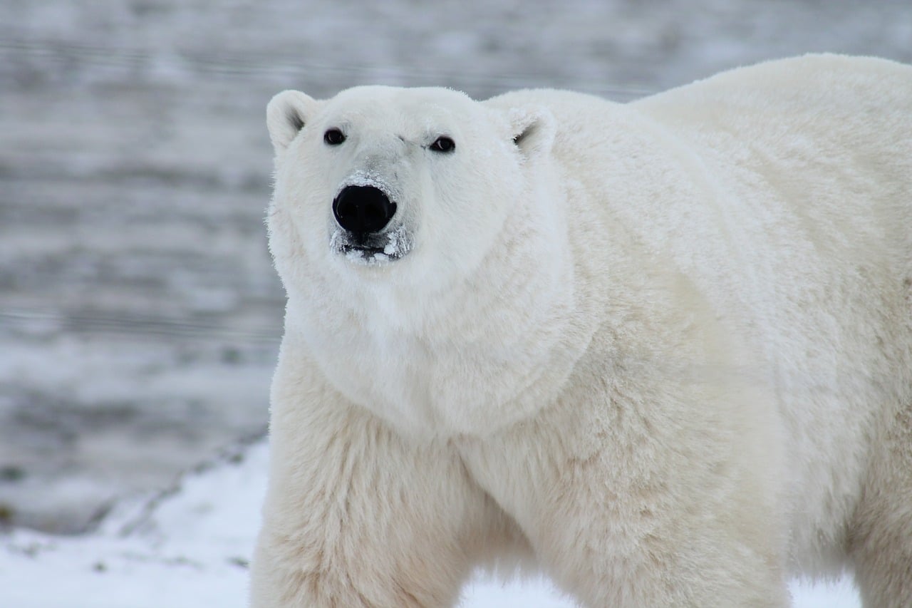 polar bear photo