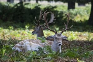 uk wildlife 
