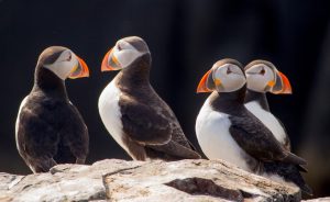 uk wildlife holidays