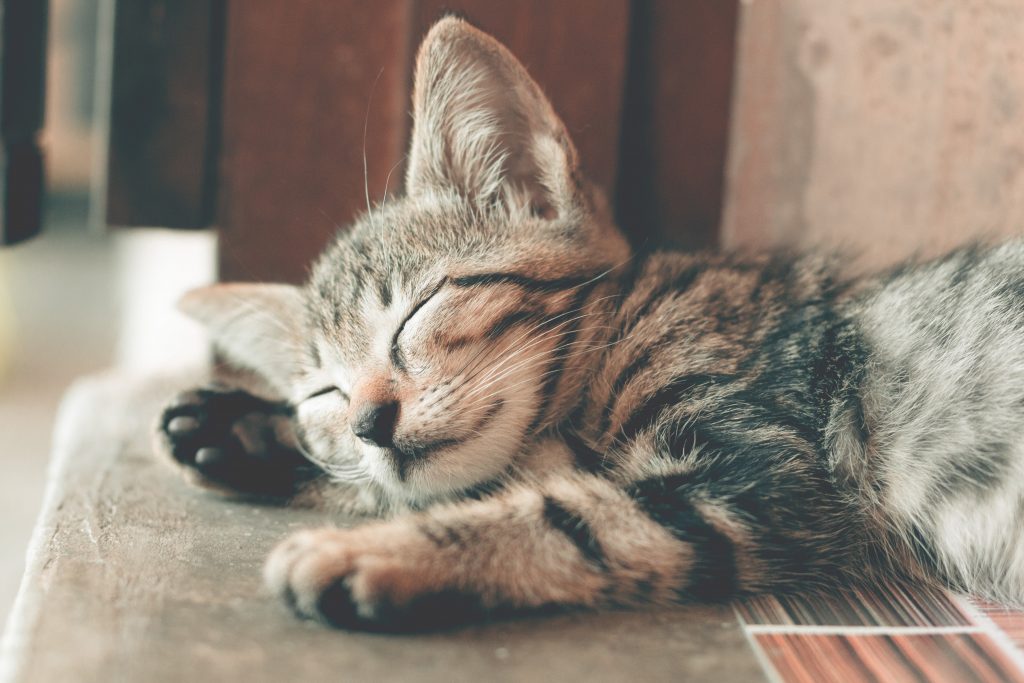 ADOPT CAT IN UK