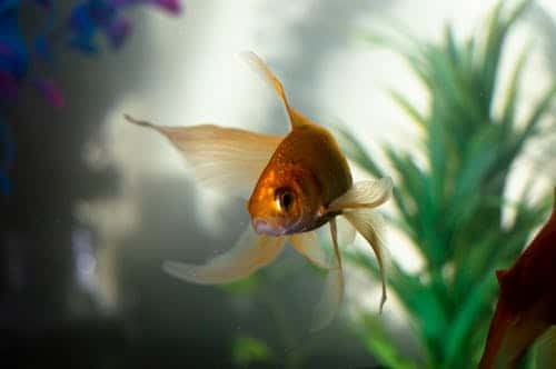 buying aquarium